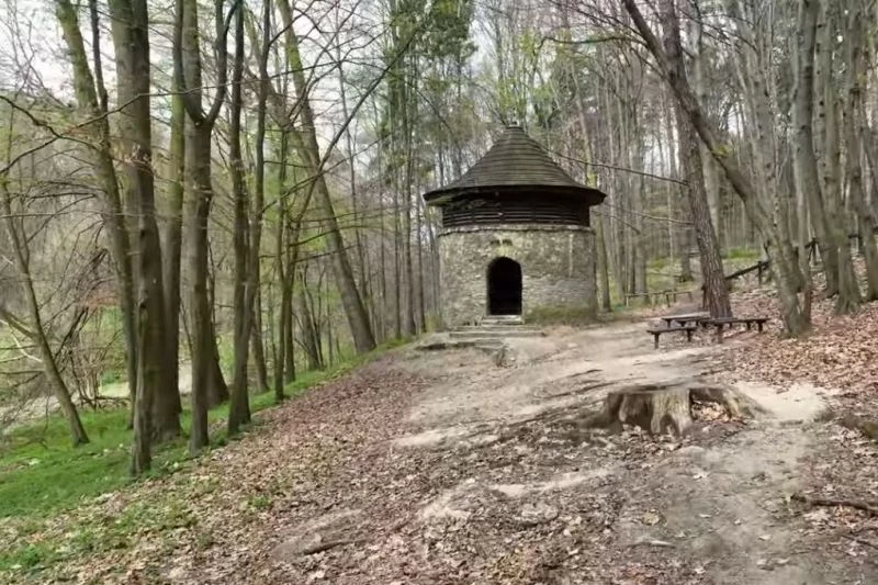 Jeden z najcenniejszych lasów na Śląsku może zostać rezerwatem Jeden z najcenniejszych lasów na Śląsku może zostać rezerwatem
